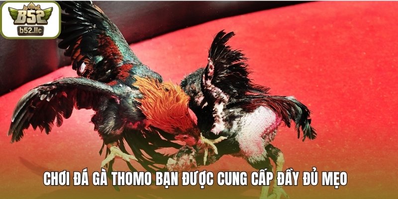 Chơi Đá gà thomo bạn được cung cấp đầy đủ mẹo cá cược